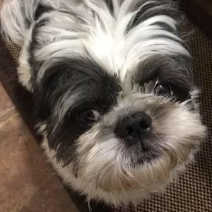 Meet your Posher, Steven